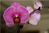94597eb8-IMG_6804 orhideja.jpg